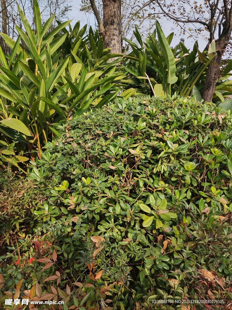 绿意盎然的灌木植物景观