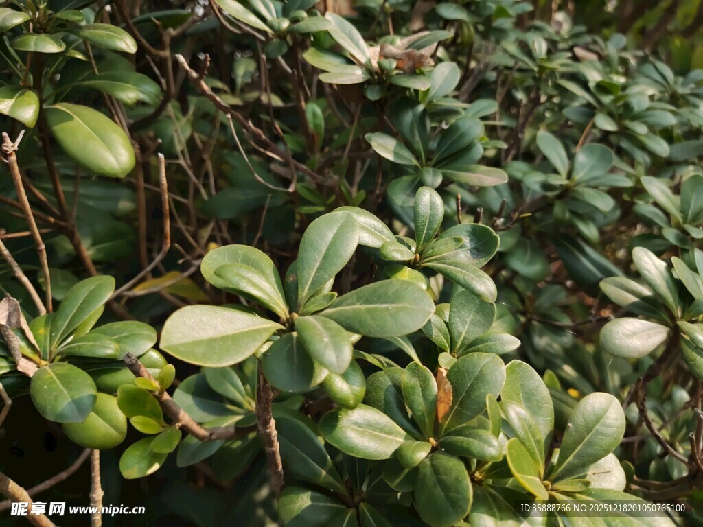 绿叶繁茂的植物景观