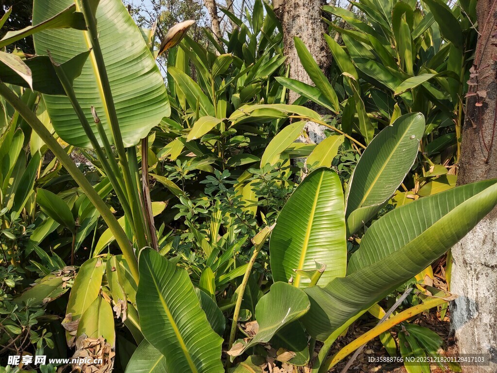 繁茂热带植物景观