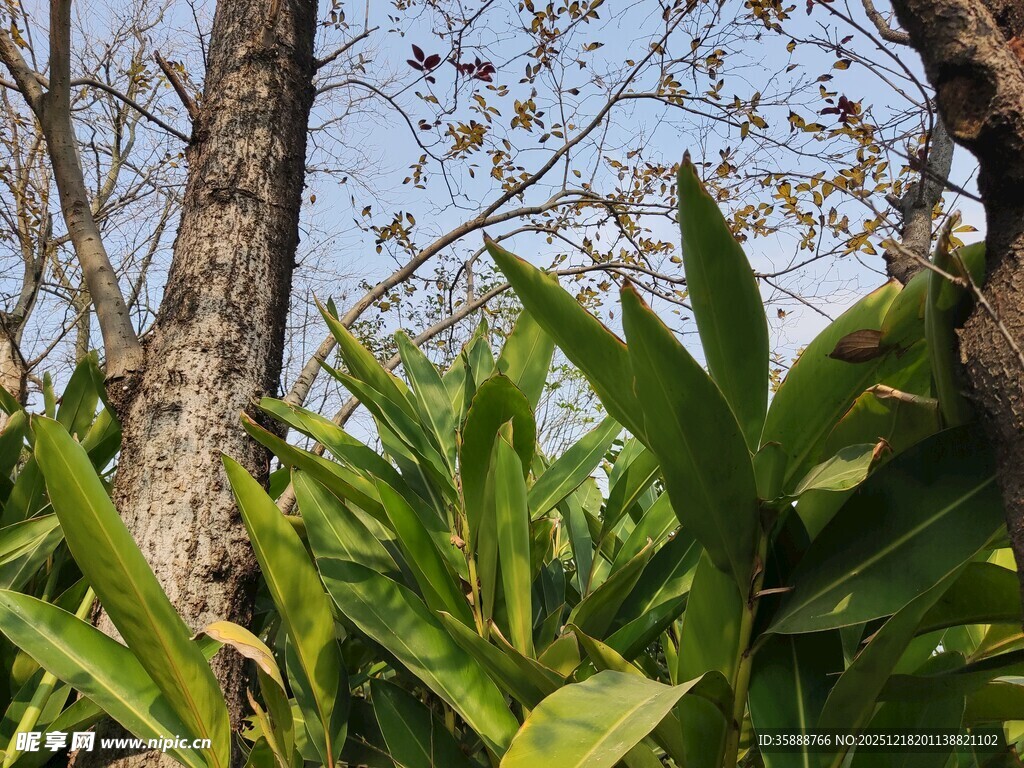林间绿植与树木景致
