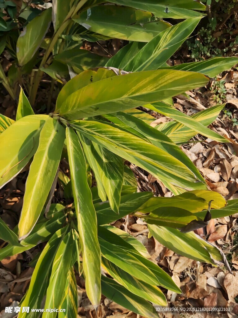 黄绿相间叶片的植物