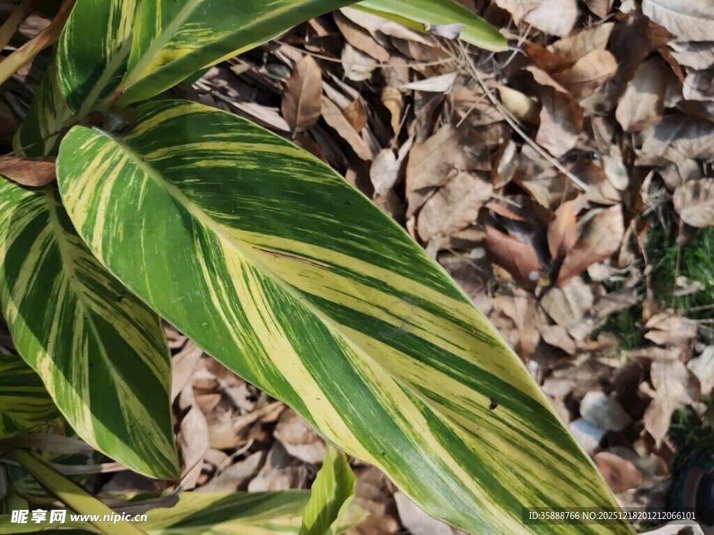 黄绿条纹叶片特写