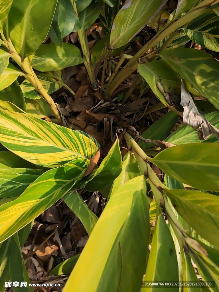 翠绿斑斓的植物叶片特写