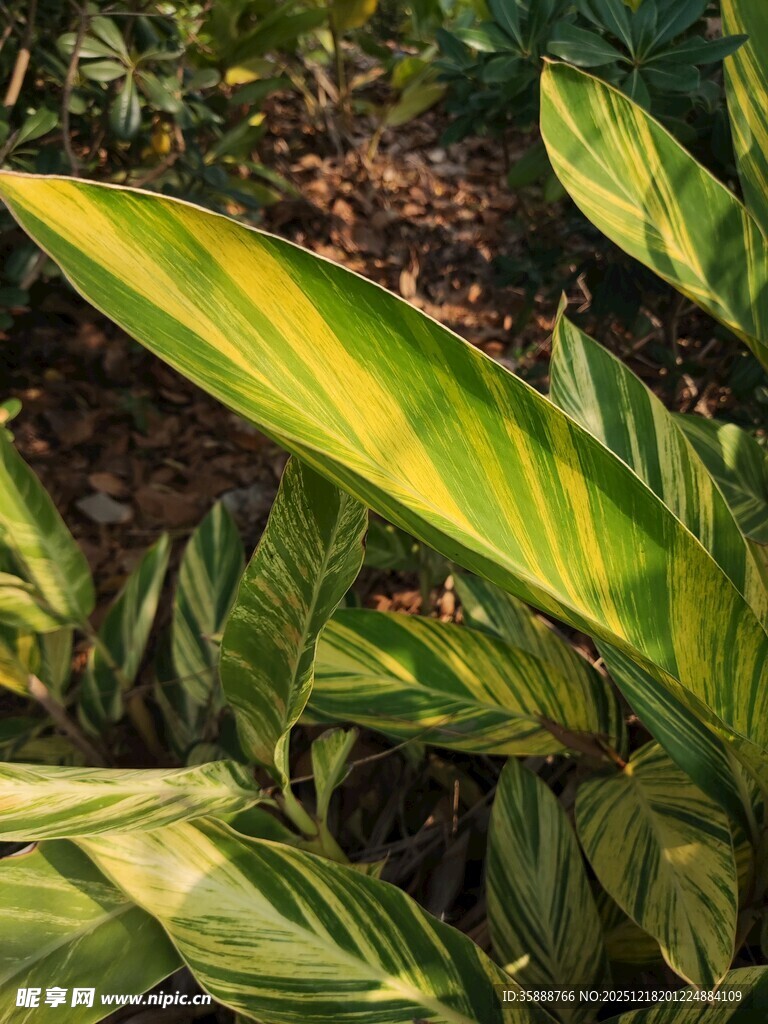 斑斓叶片的植物特写