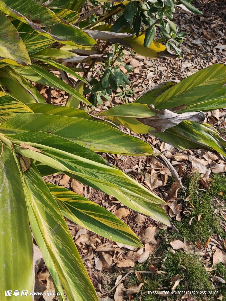 翠绿棕叶自然植物景致