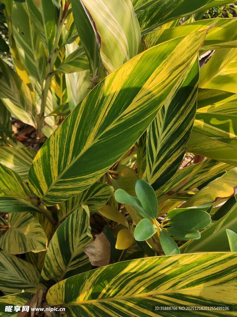 斑斓条纹叶片植物特写