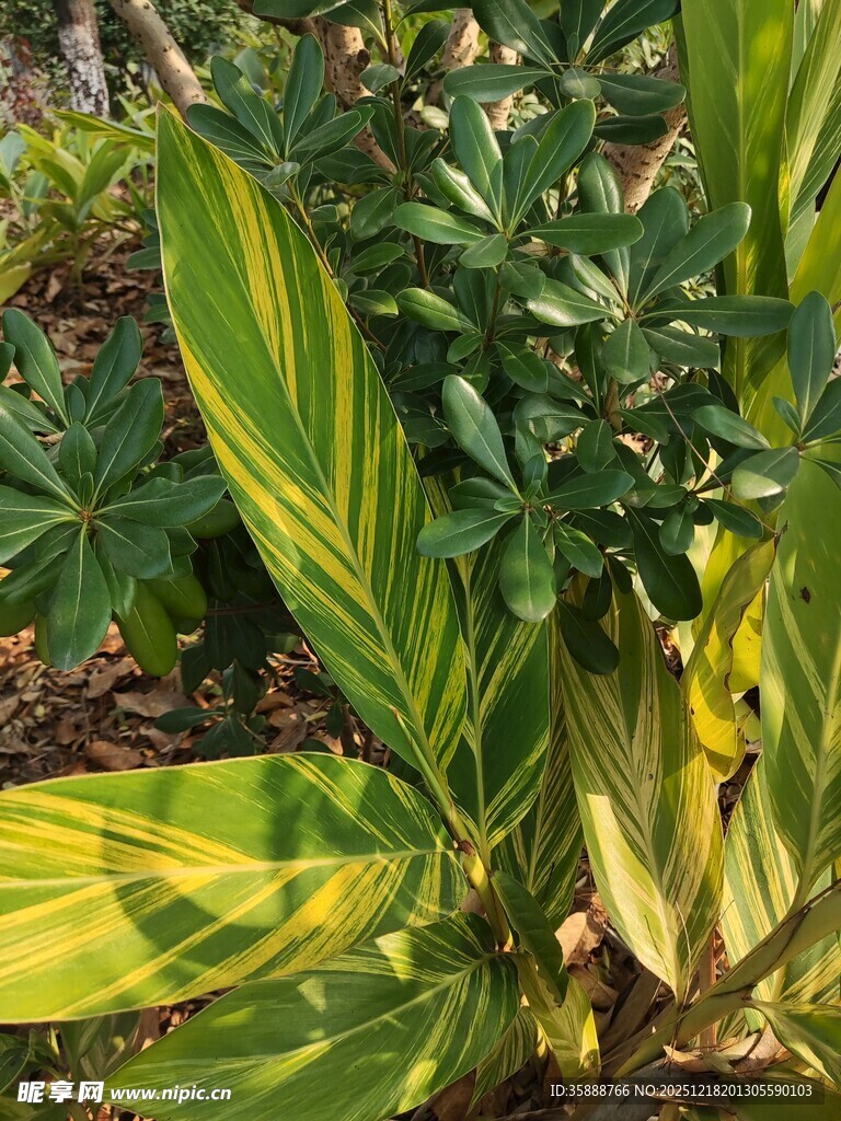 斑斓叶片植物特写