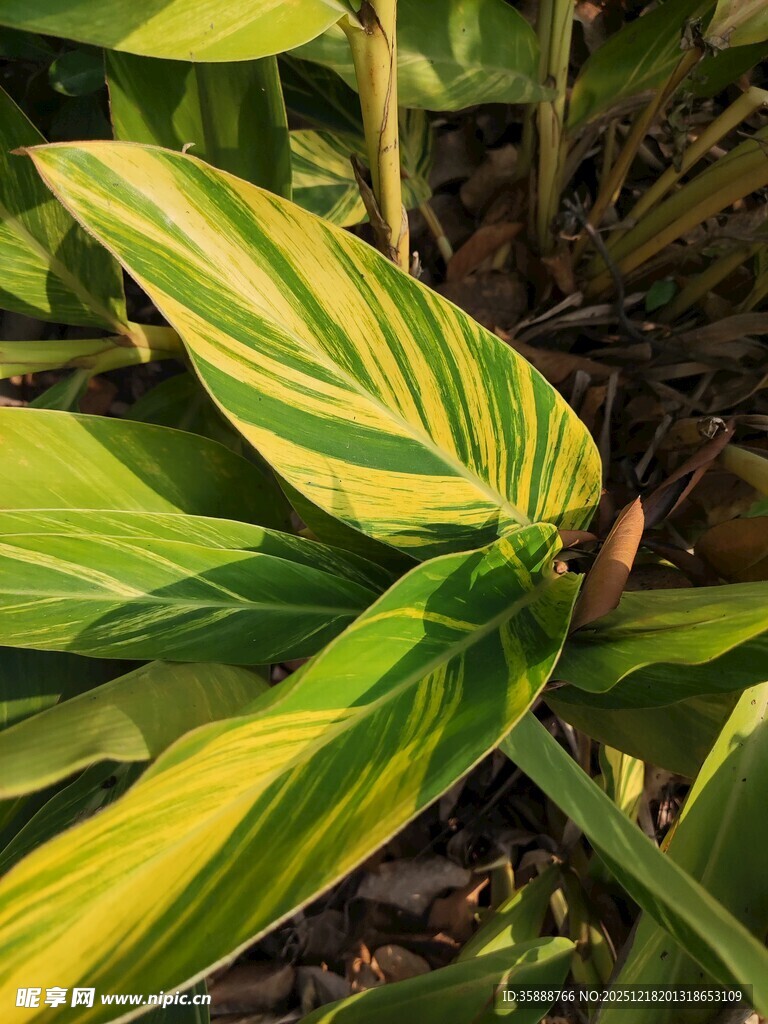 黄绿相间的斑斓叶片