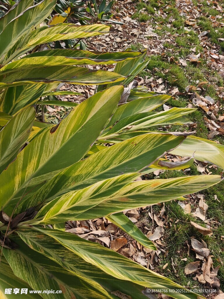 翠绿斑斓的植物叶片