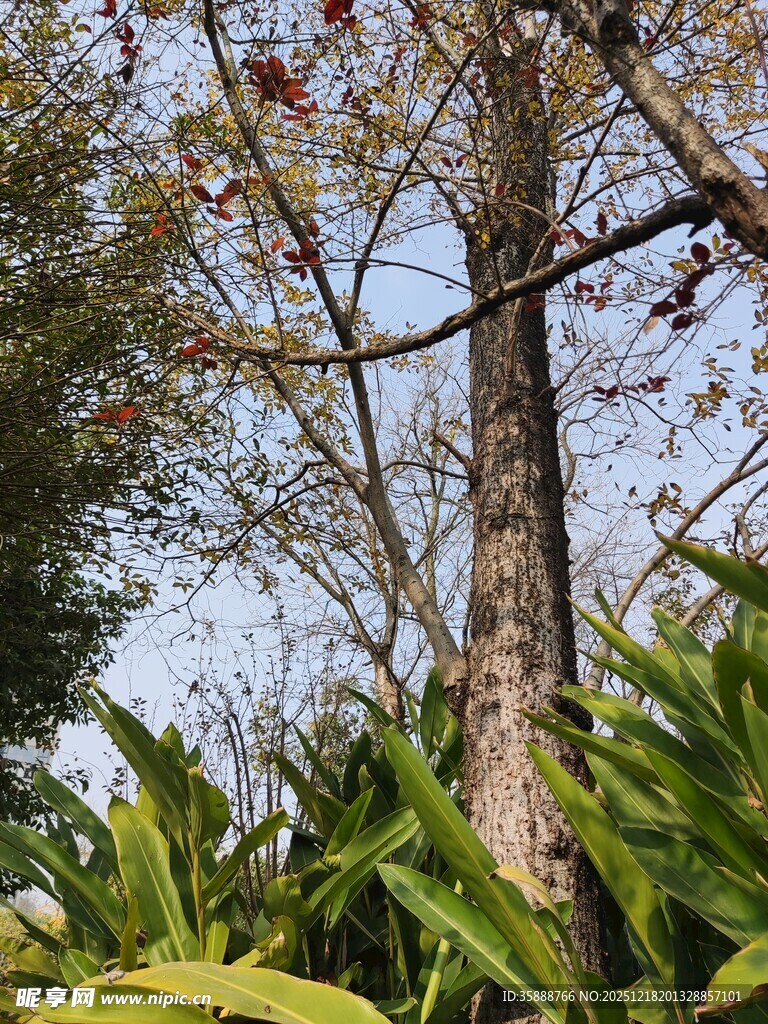 高大树木与周边绿植景观