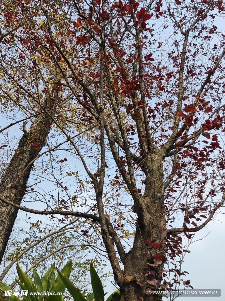 秋日红树枝叶繁茂景象