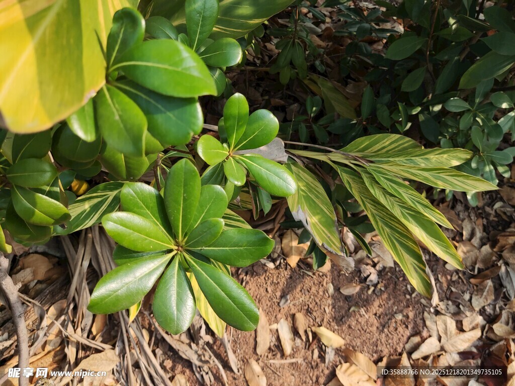 翠绿叶片下的地面景观