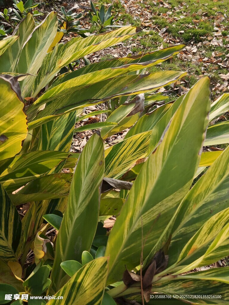 斑斓叶片的热带植物景观