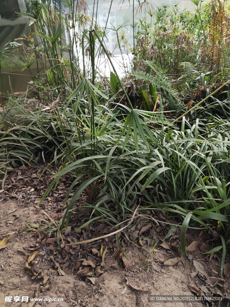 野外丛生的绿色草本植物