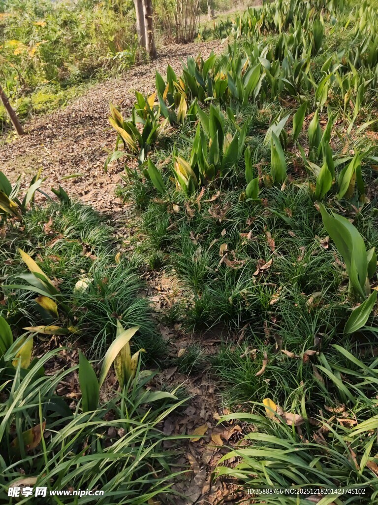 田间葱郁植物景观