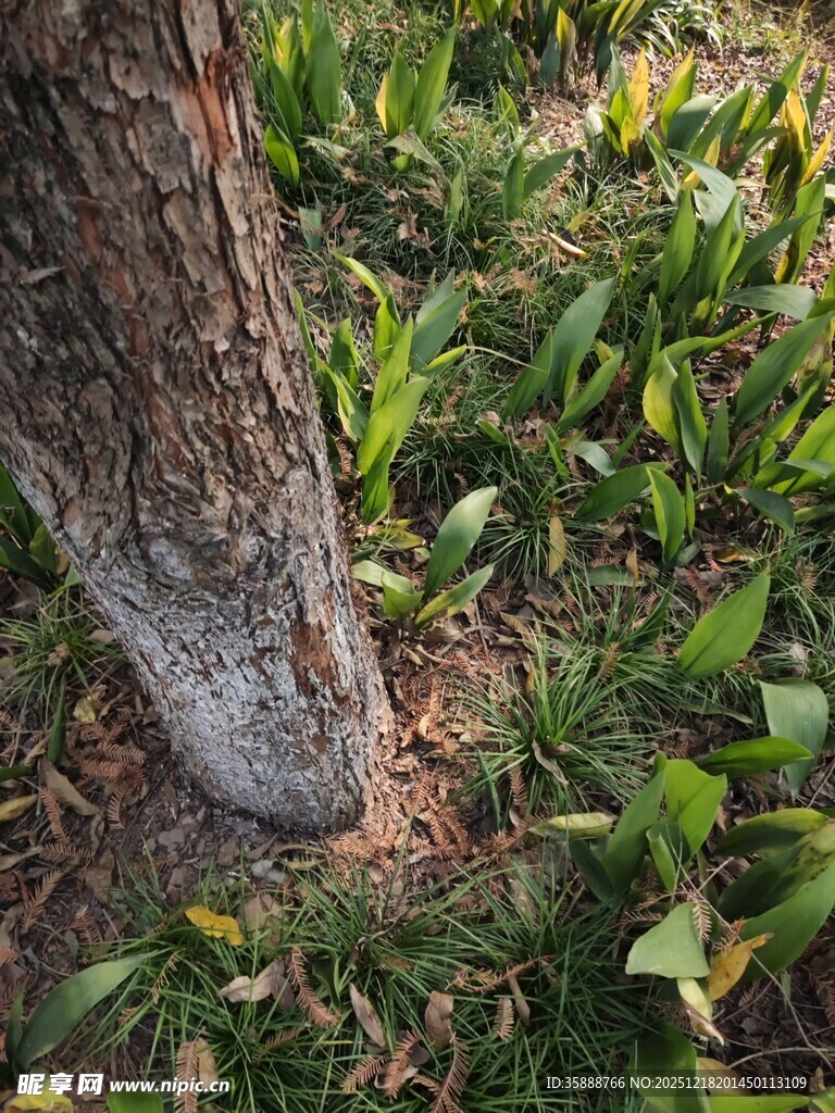 树干旁的翠绿植物