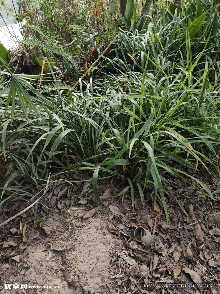 野外丛生的绿色草本植物