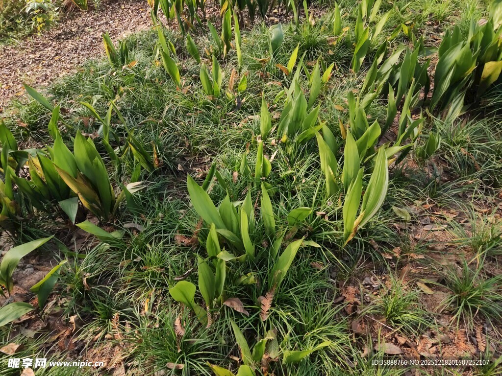 田间嫩绿玉米苗生机盎然