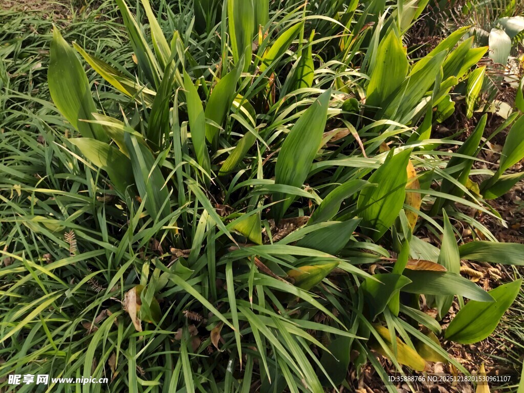 翠绿茂盛的丛生植物