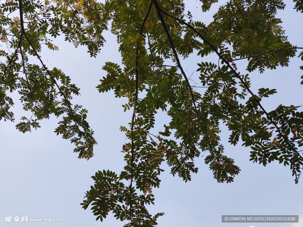 枝叶间的蓝天美景