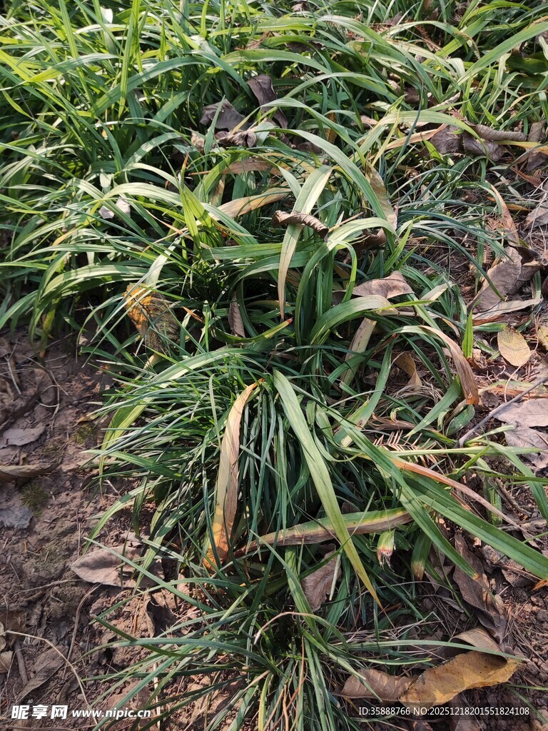 金边麦冬植物景观