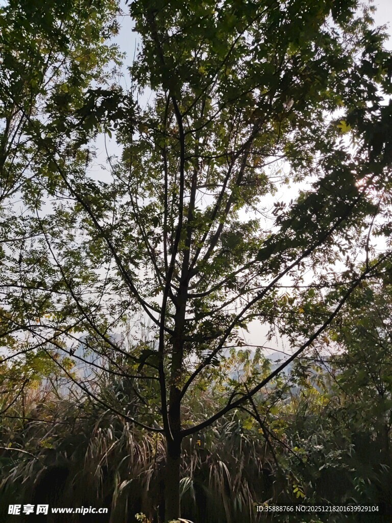 林间树木仰视景象