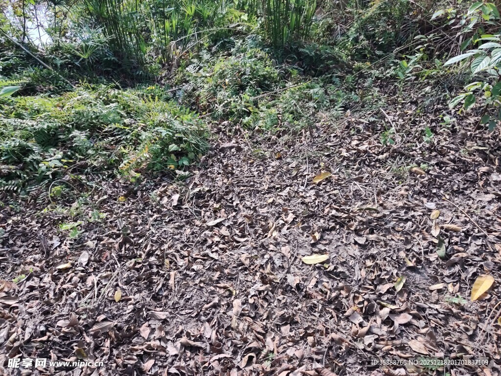 林间落叶覆盖的地面景象