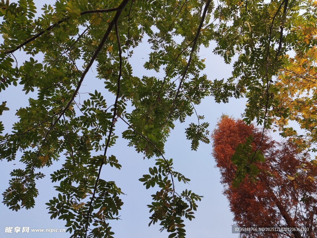 秋日树梢斑斓树叶映蓝天