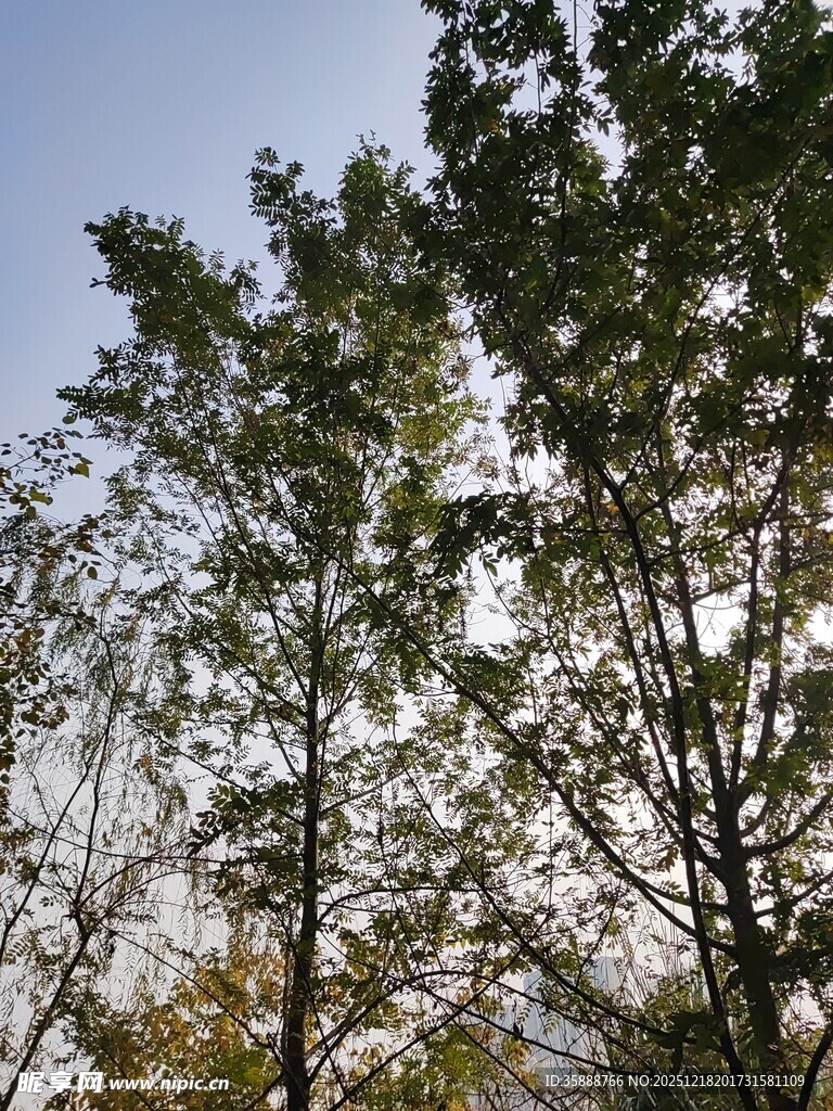 秋日树梢蓝天映衬绿意