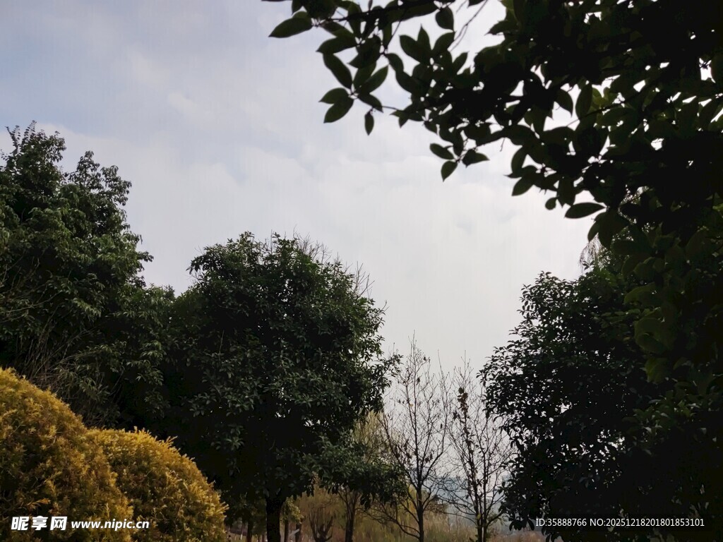 户外树木与灌木景致