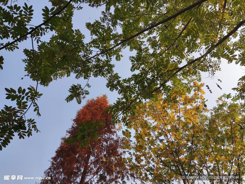 秋日多彩树梢美景