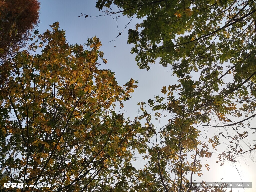 秋日树梢间的斑斓景致