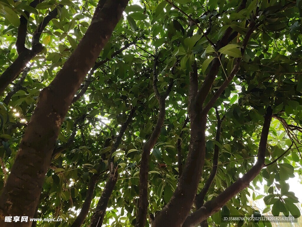 繁茂树林间的斑驳光影