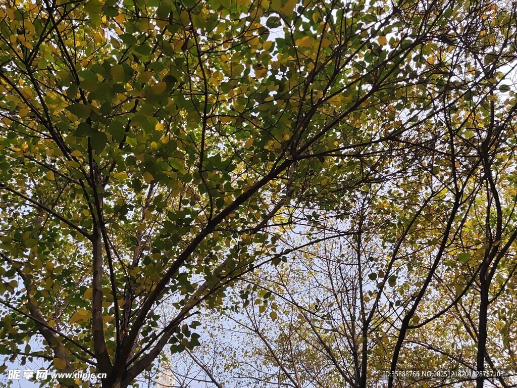 秋日树林枝叶景观