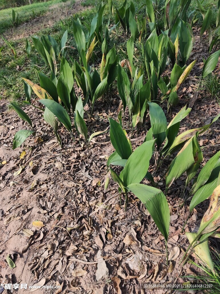 玉米幼苗生长于田地间