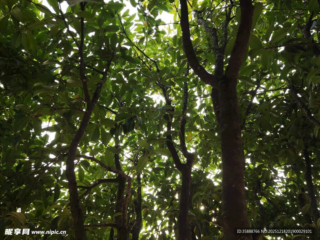 茂密树林中的斑驳光影