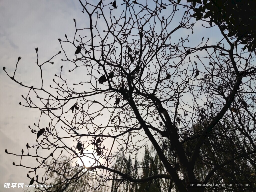 冬日枯树剪影