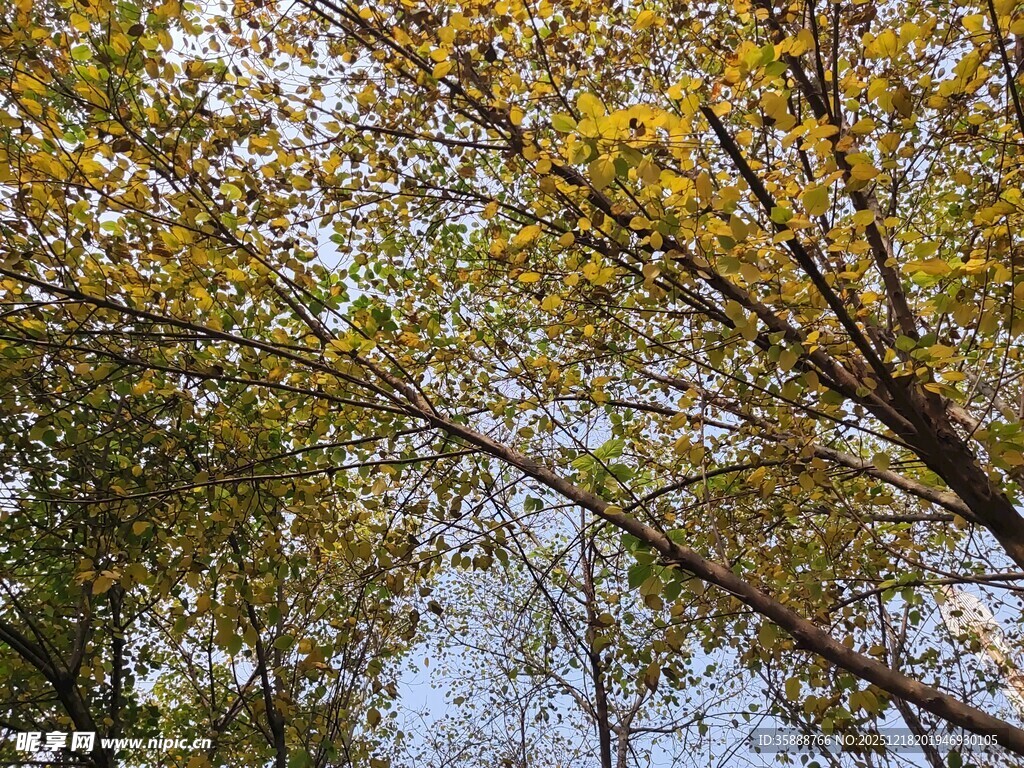 秋日林间树梢斑斓景致