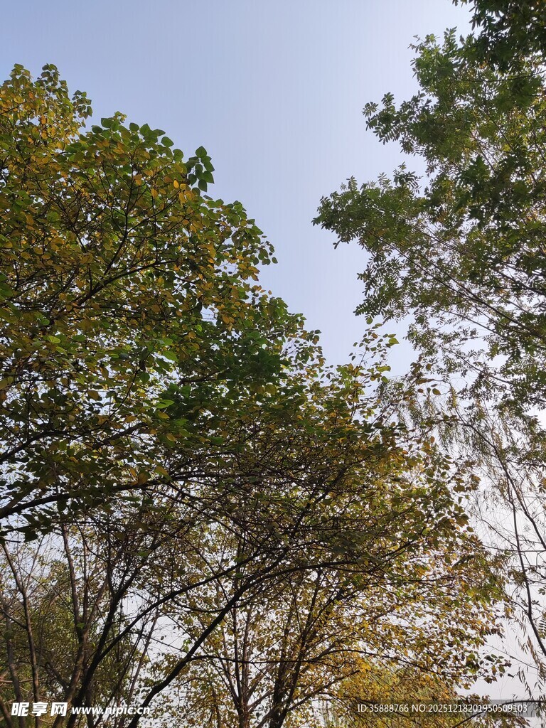 秋日树梢天映衬绿意