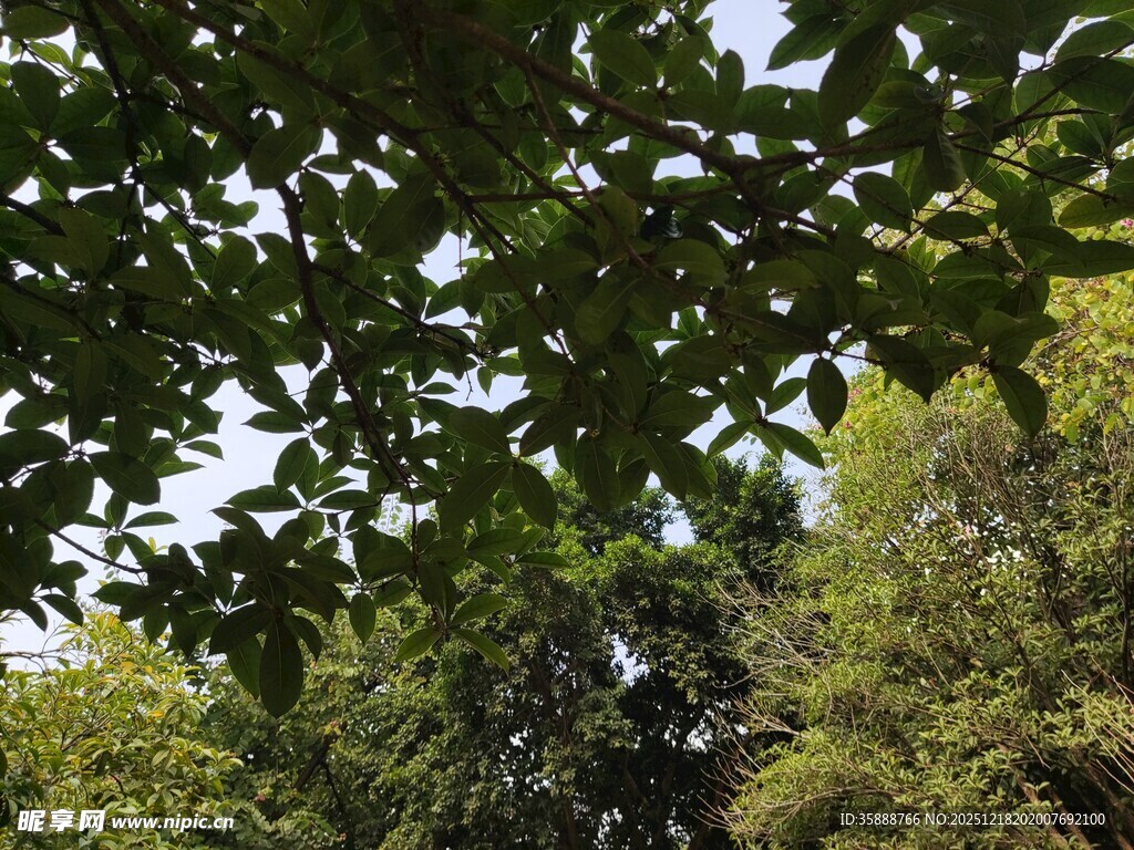 绿荫下的自然景致