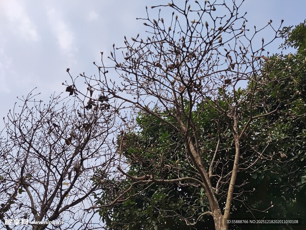 光秃树枝与繁茂绿树对比