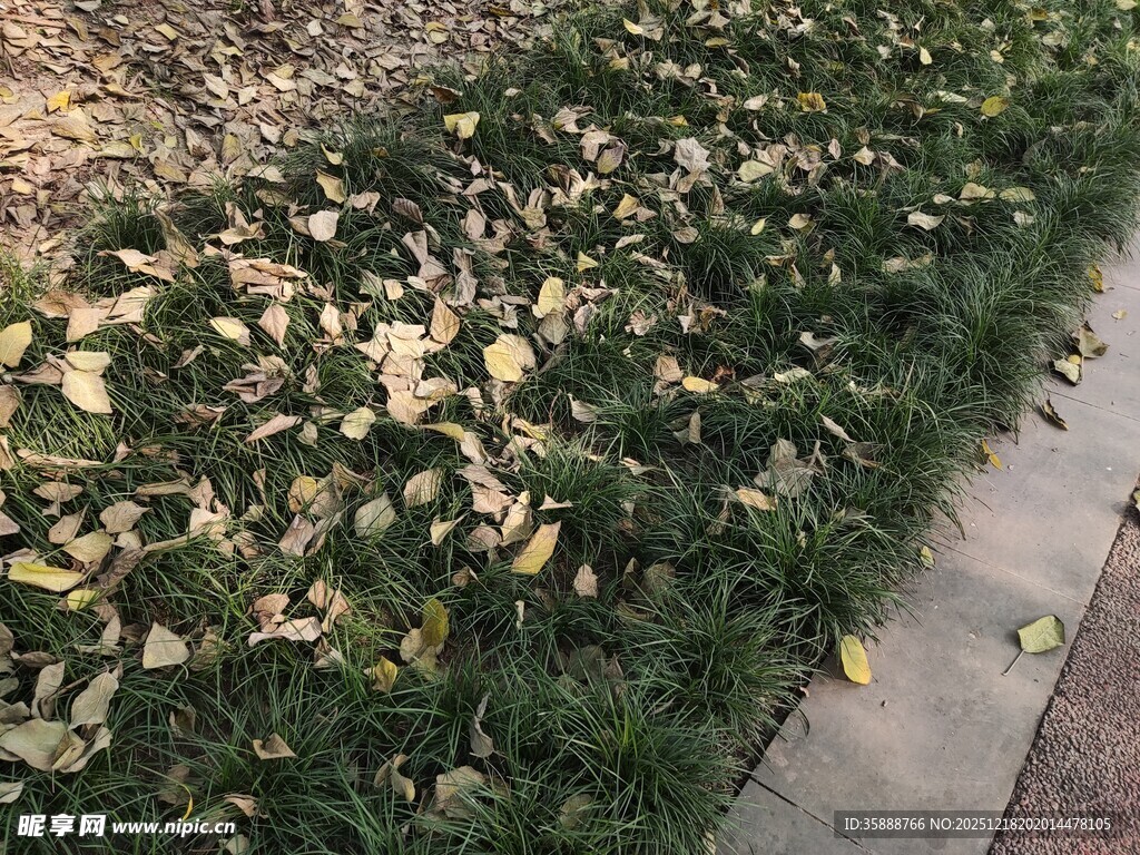 路边草地散落枯黄树叶