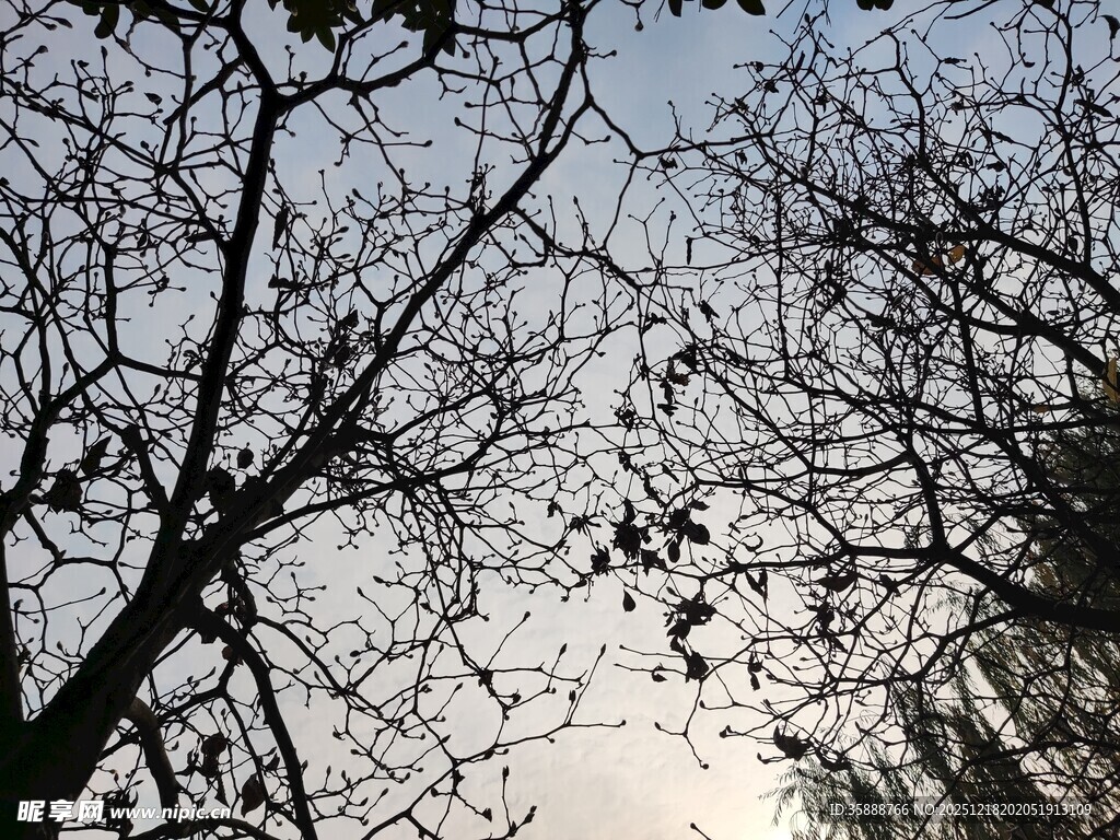 冬日枯树与朦胧天空