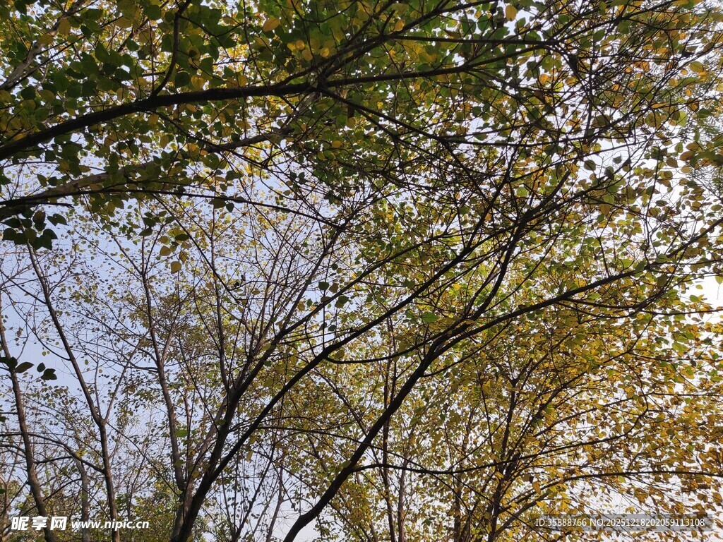 秋日林间枝叶景致