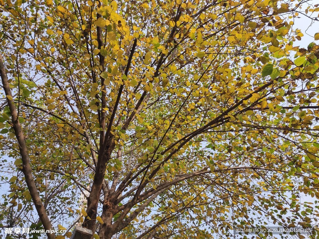 秋日金黄树叶的繁茂树木