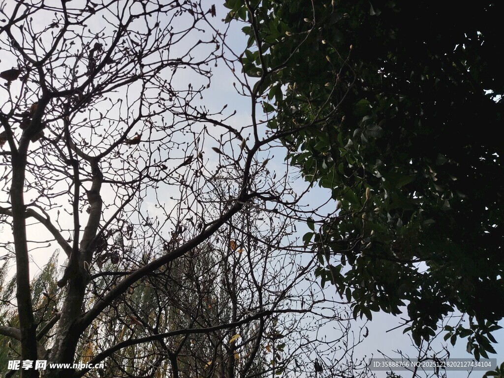 冬日枯树与繁茂绿树相映