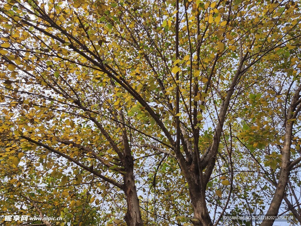 秋日树林中的斑驳树冠