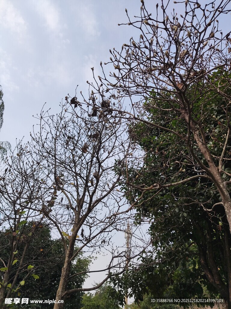 冬日光秃树木景观