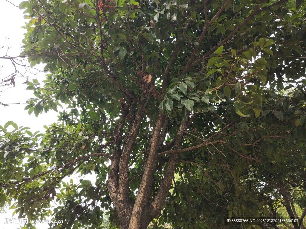 树上结满果实的繁茂景象