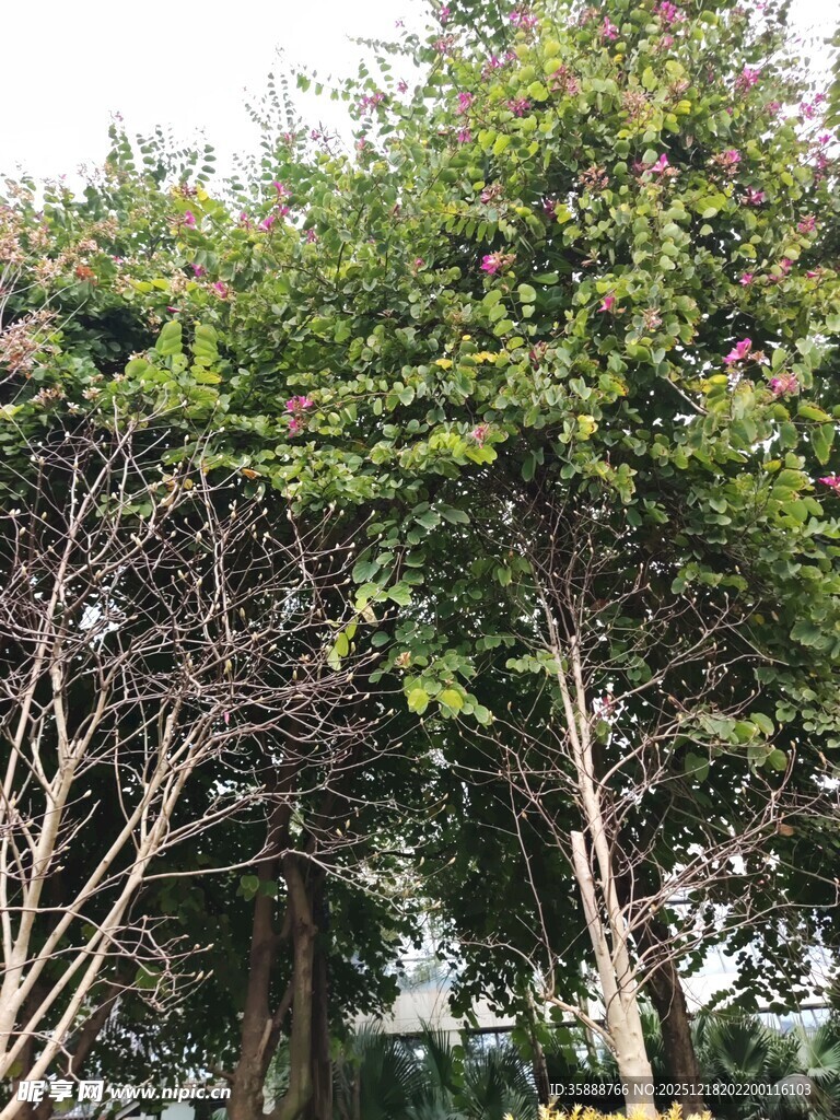 繁茂树木与光秃枝干对比